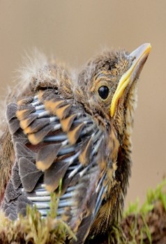 Expositie Ruurd Visser - Natuur- en macrofotografie